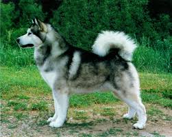 Alaskan Malamute